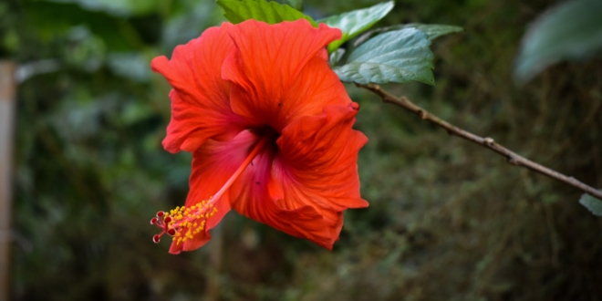 Hibiszkusz